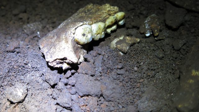 Revolutionary Findings on Homo Naledi: A Surprising Gender Discovery | ligabandar, qqholic com, slot Revolutionary Findings on Homo Naledi: A Surprising Gender Discovery | ligabandar, qqholic com, slot