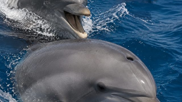 Dolphins Exhibit Memory and Avoidance of Aggressive Mates | super mario flash 2, pokerstove online