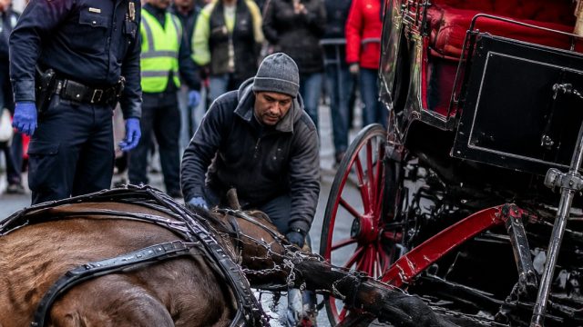 Tragic Accident Sparks Debate Over Horse-Drawn Carriages in NYC | rtp gacor hari ini, rtp epicwin88 Tragic Accident Sparks Debate Over Horse-Drawn Carriages in NYC | rtp gacor hari ini, rtp epicwin88