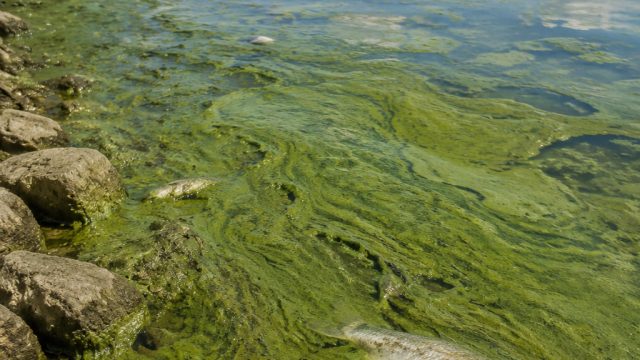 The Algae Crisis: A Deepening Environmental Concern